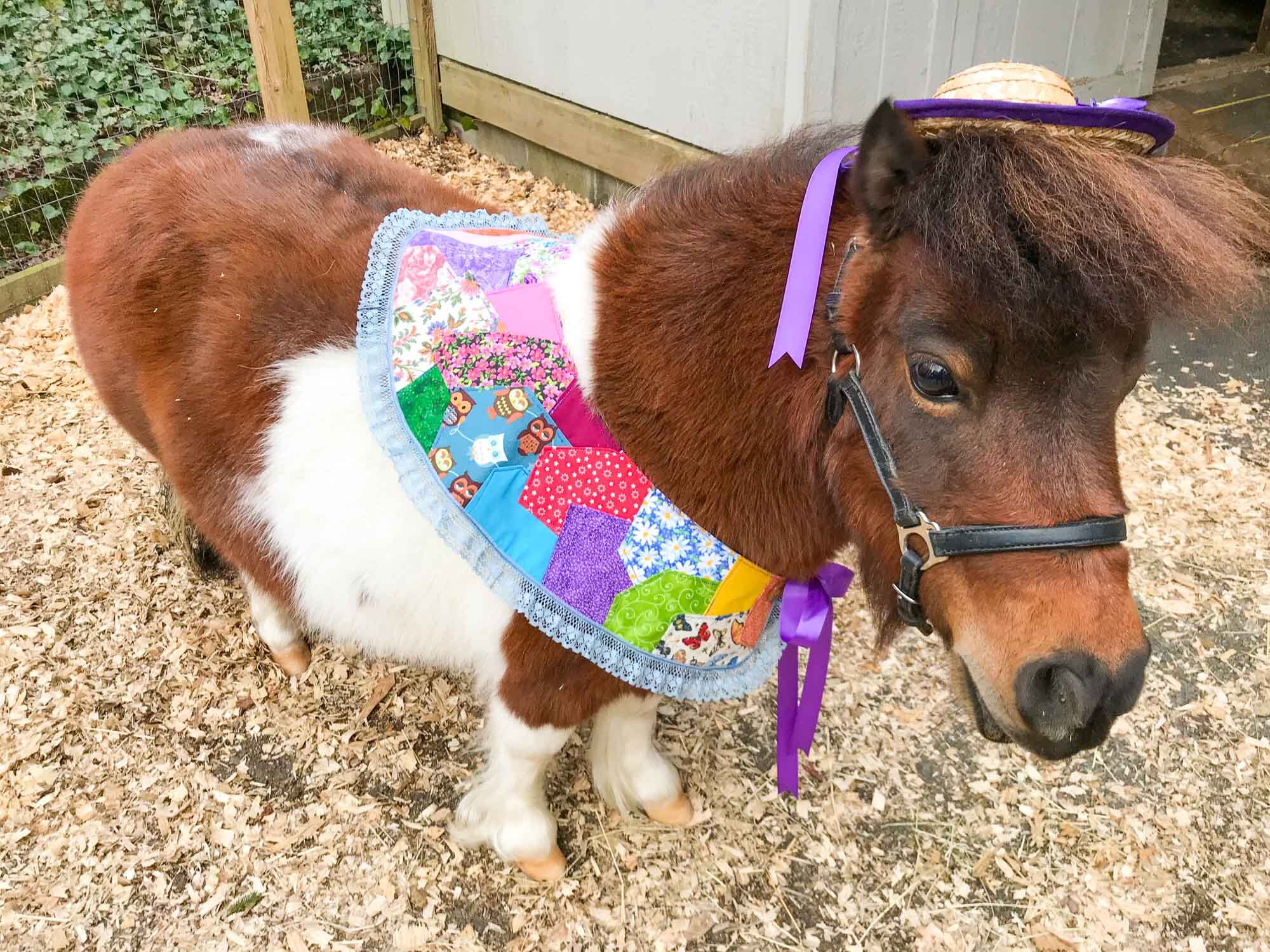mini horse for sale nc