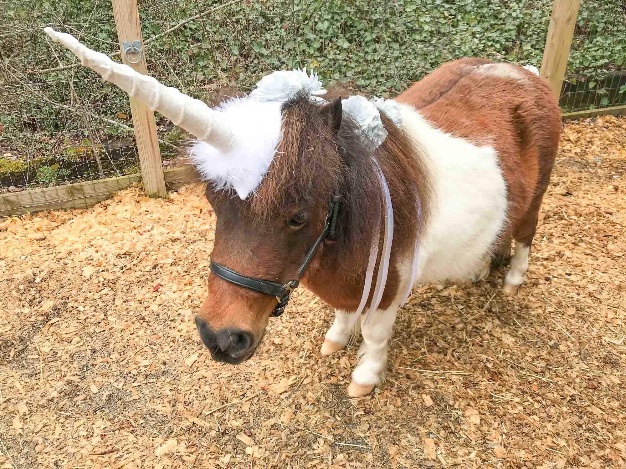 Unicorn 5000 Costume for Mini Horse with Unicorn Horn and Etsy