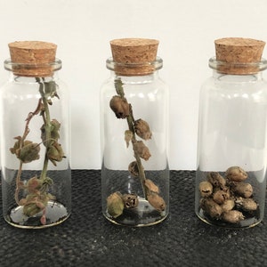 Real snapdragon skulls / Goth curio bottles / Natural seed pods / Mini display glass bottle with cork
