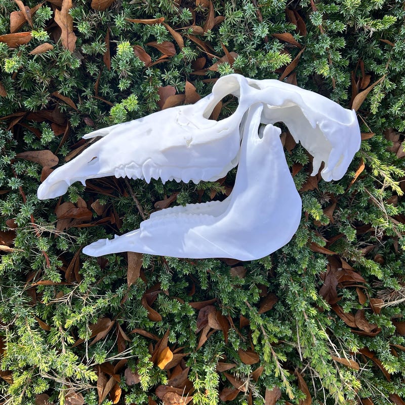 Horse Skull Foam Pattern - Etsy