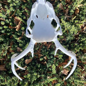 May include: A white deer skull with large antlers, resting on a bed of green foliage and brown leaves. The skull has a detailed structure with visible eye sockets and nasal cavity. The antlers curve outwards, adding to the natural aesthetic.