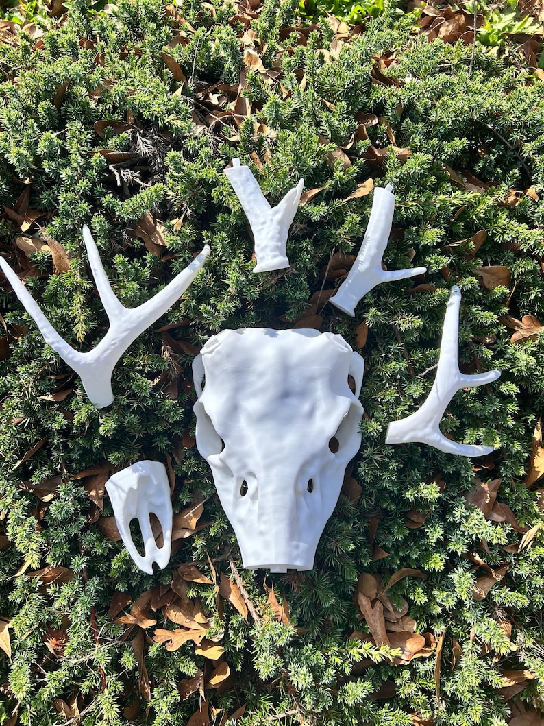 May include: A collection of white, decorative deer skull and antlers arranged on a bed of green foliage. The skull is centered, surrounded by various antler pieces, creating a natural, rustic aesthetic. The pieces are likely for home decor.