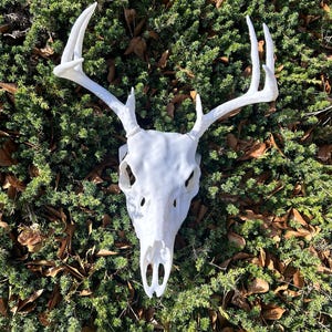 May include: A white deer skull with large antlers rests on a bed of green foliage and fallen brown leaves. The skull is a detailed replica, showcasing the natural form of the animal's head and antlers. The antlers are long and curved.