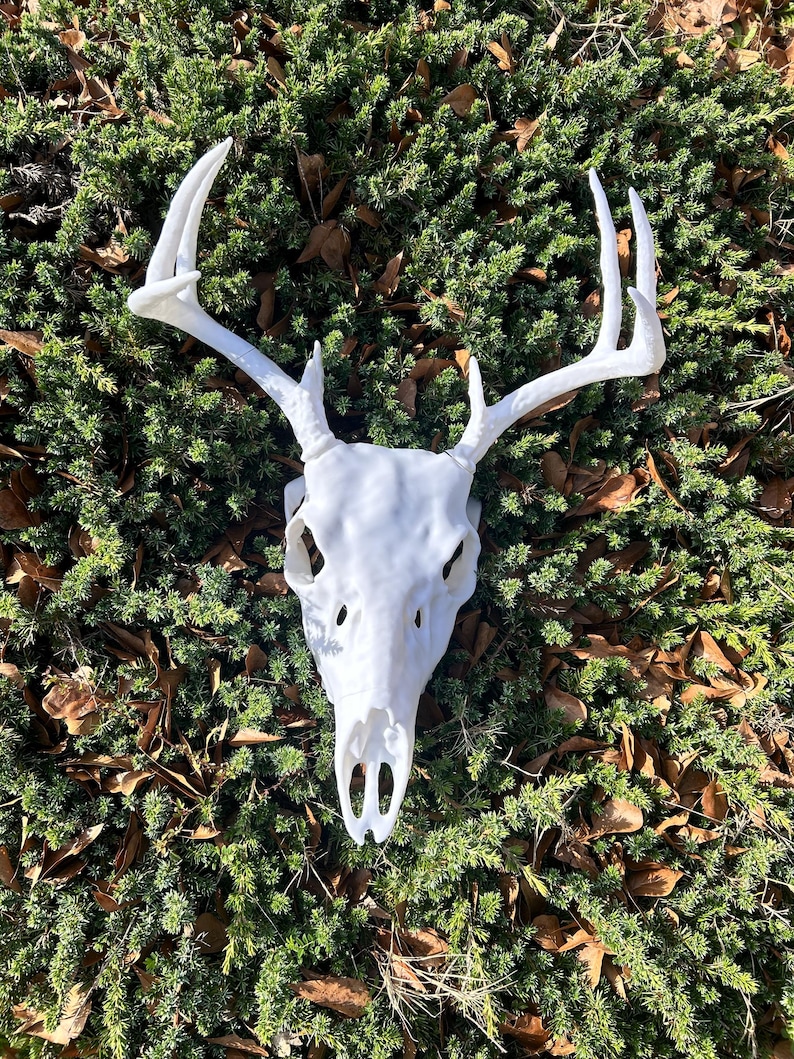 May include: A white deer skull with large antlers rests on a bed of green foliage and fallen brown leaves. The skull is a detailed replica, showcasing the natural form of the animal's head and antlers. The antlers are long and curved.