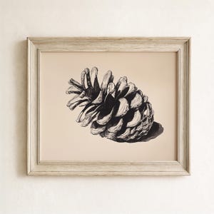 Può includere: Illustrazione in bianco e nero incorniciata di una pigna. L'opera d'arte è ambientata su uno sfondo beige e racchiusa in una cornice di legno colorata. La pigna è dettagliata con ombreggiatura, creando una rappresentazione realistica.