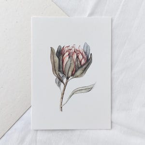 Karte Protea | Postkarte Königs-Protea botanisch Aquarell | Blühte Zuckerbusch | Klappkarte zur Hochzeit | Geburtstag | Muttertag | schlicht