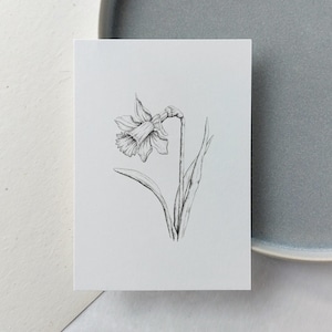 Karte Narzisse | Ostern | Grußkarte Frühling Zeichnung | Osterkarte minimalistisch | schlicht | Blumenzeichnung |  botanisch | Frühjahr