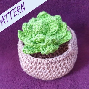 Crochet echeveria succulent, amigurumi, crochet pour débutants, crochet fleur, succulent, joli crochet, motif au crochet, faux succulent