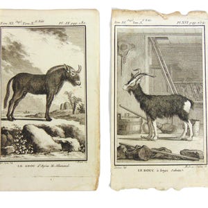 Set of 2 Antique Copper Plate Engravings Prints Buffon 1782