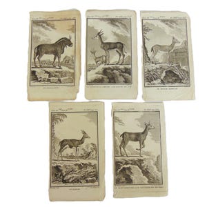 Set of 5 Antique Copper Plate Engravings Prints Buffon 1782