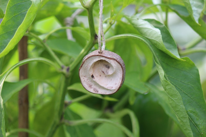 handmade. Necklace shell wooden pendant