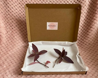 3 x Purple Heart, trailing plant, tradescantia pallida, easy grow plant, cheap plant, purple queen, popular plant