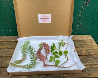 15 x outdoor Succulent cuttings, outdoor succulents, trailing succulents, easy grow plants, succulent set, trailing plants