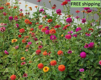 Zinnia Seed Mix (30 seeds)