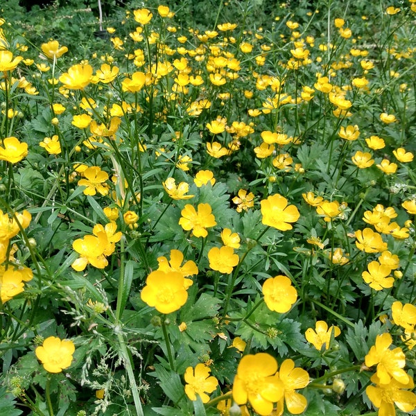 Buttercup seeds