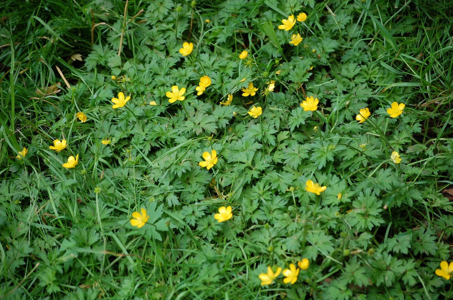 Buttercup seeds Etsy