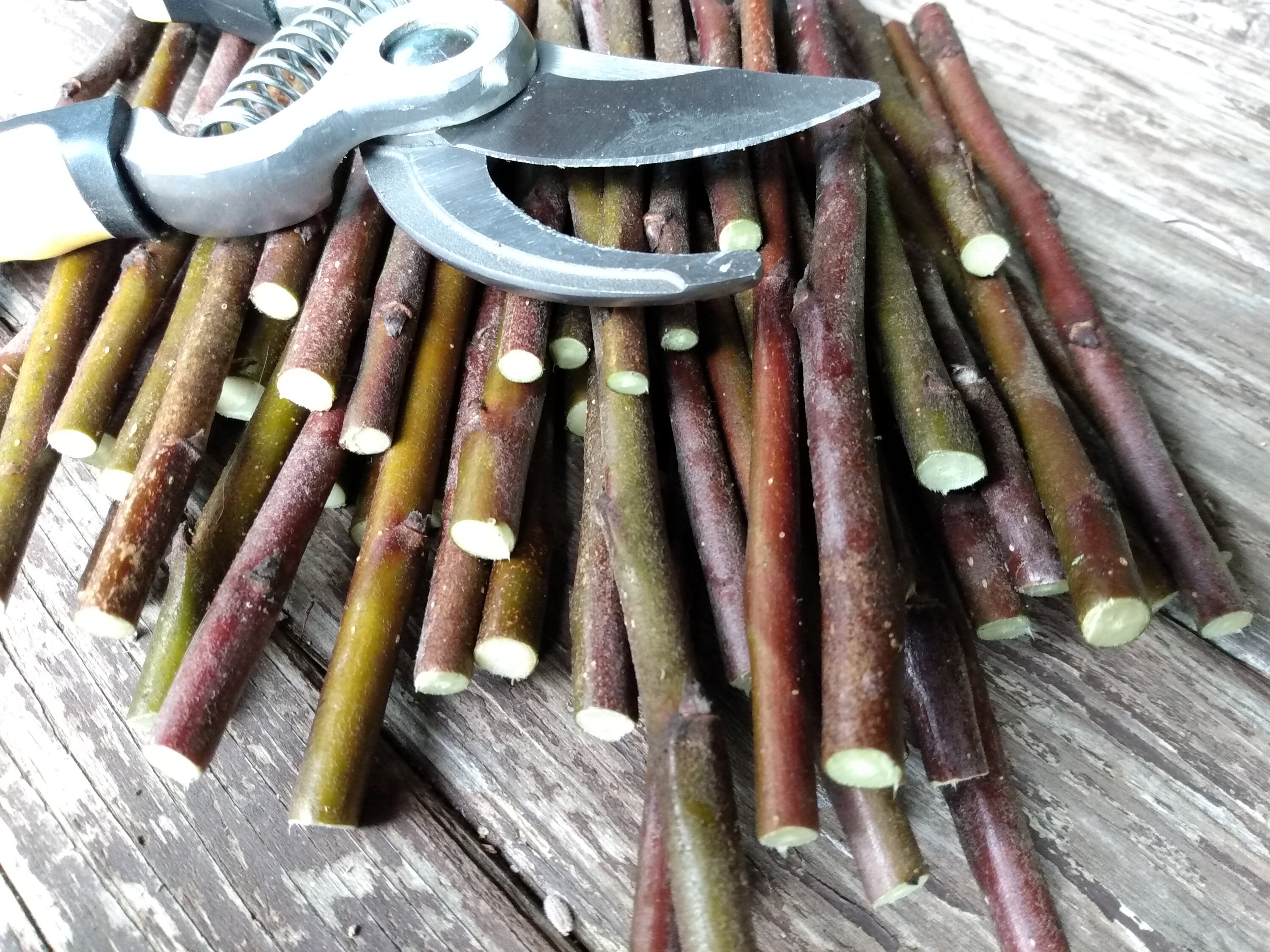 Apple Scions for Grafting Etsy