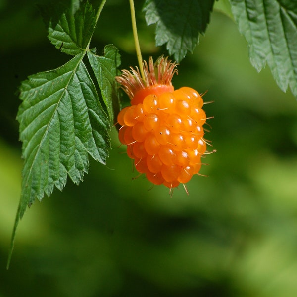 Salmonberry 25seeds