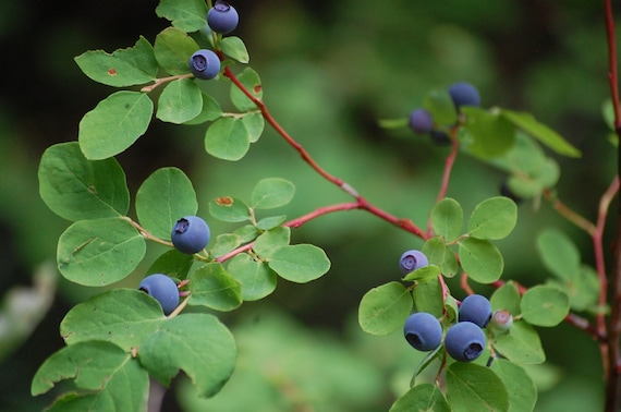 Oval Leaf Huckleberry seeds
