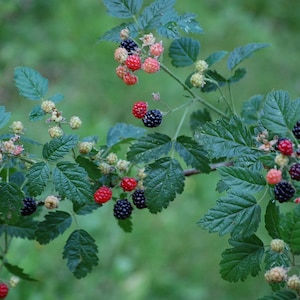 Pacific / Trailing Blackberry