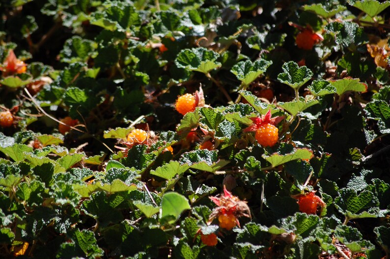 Creeping Raspberry 30 Seeds Etsy