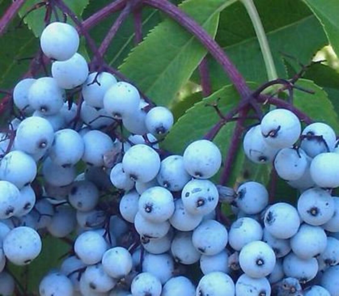 Blue Elderberry Seeds Etsy
