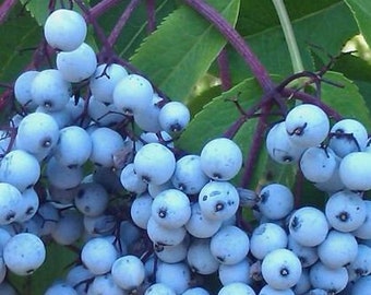 Blue Elderberry seeds