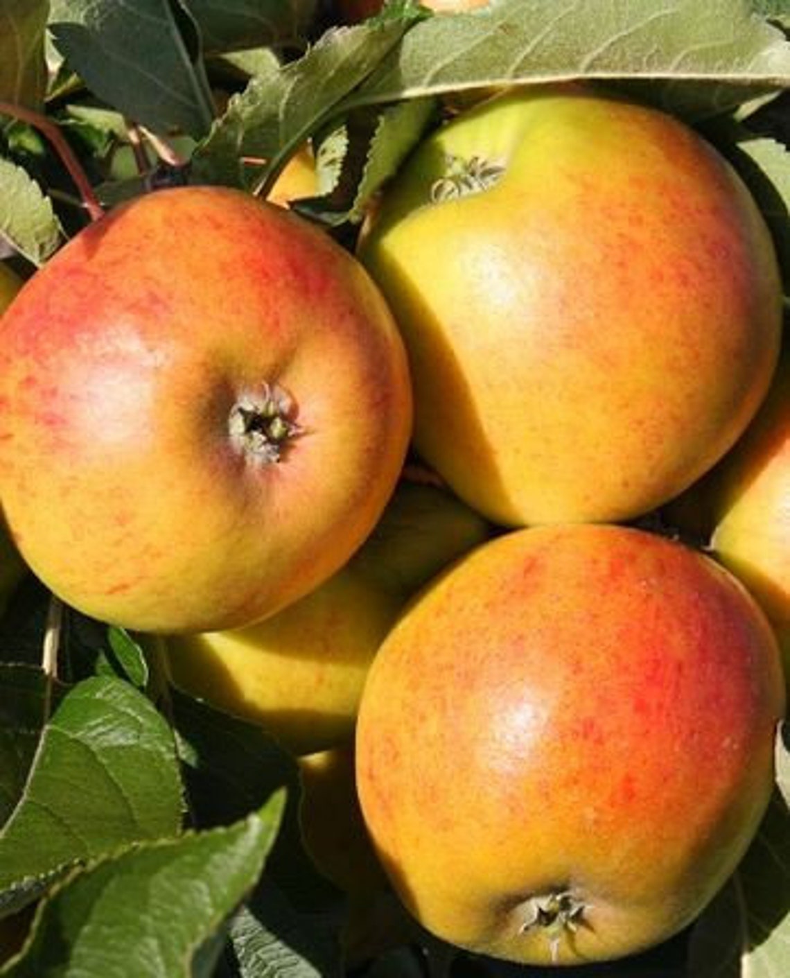 Apple scions for Grafting Etsy