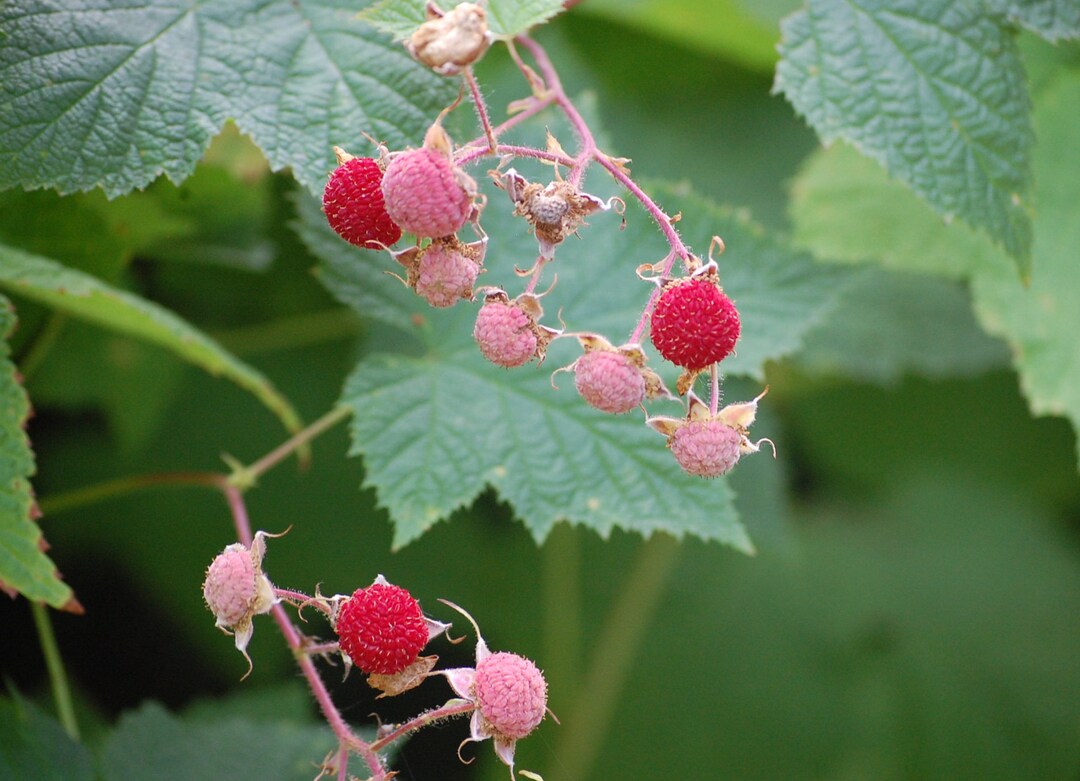 Thimbleberry Seeds Etsy