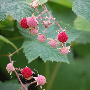 Thimbleberry seeds