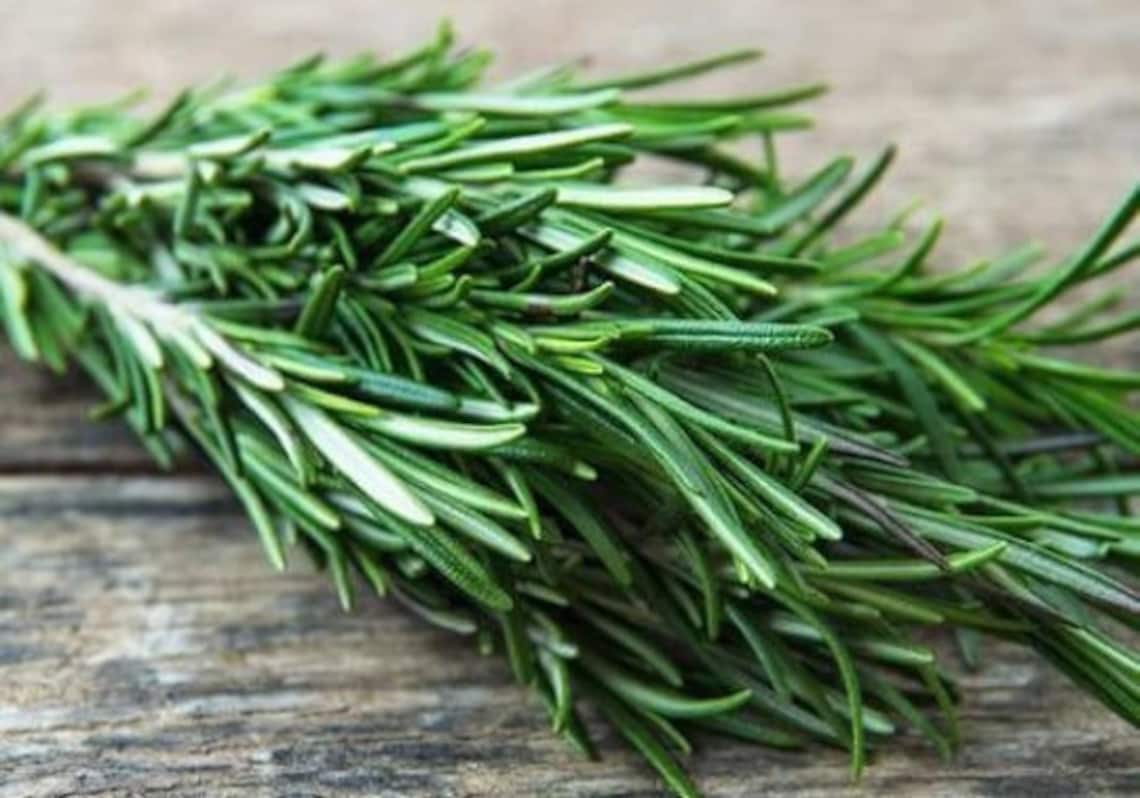 Organic Rosemary Herb Rosemary herb seeds Herbs seeds 80 seeds Etsy
