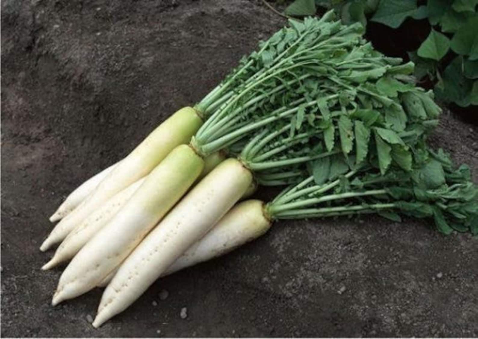 10 Root Vegetables You Can Successfully Grow
