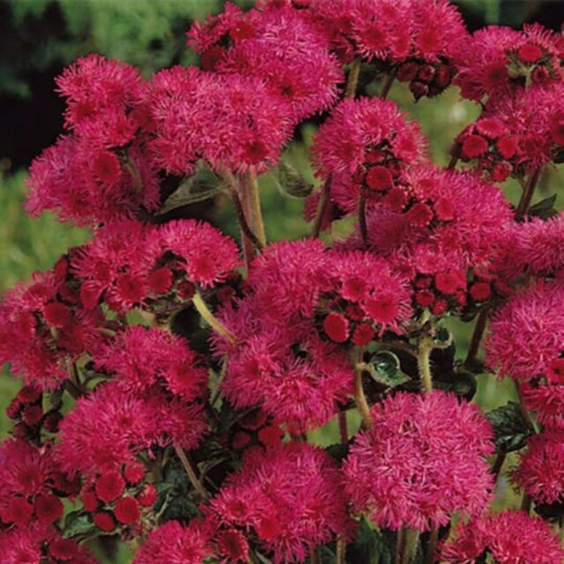 Flower Seeds Perennial Flower Garden Flower Seeds Ageratum Red Etsy