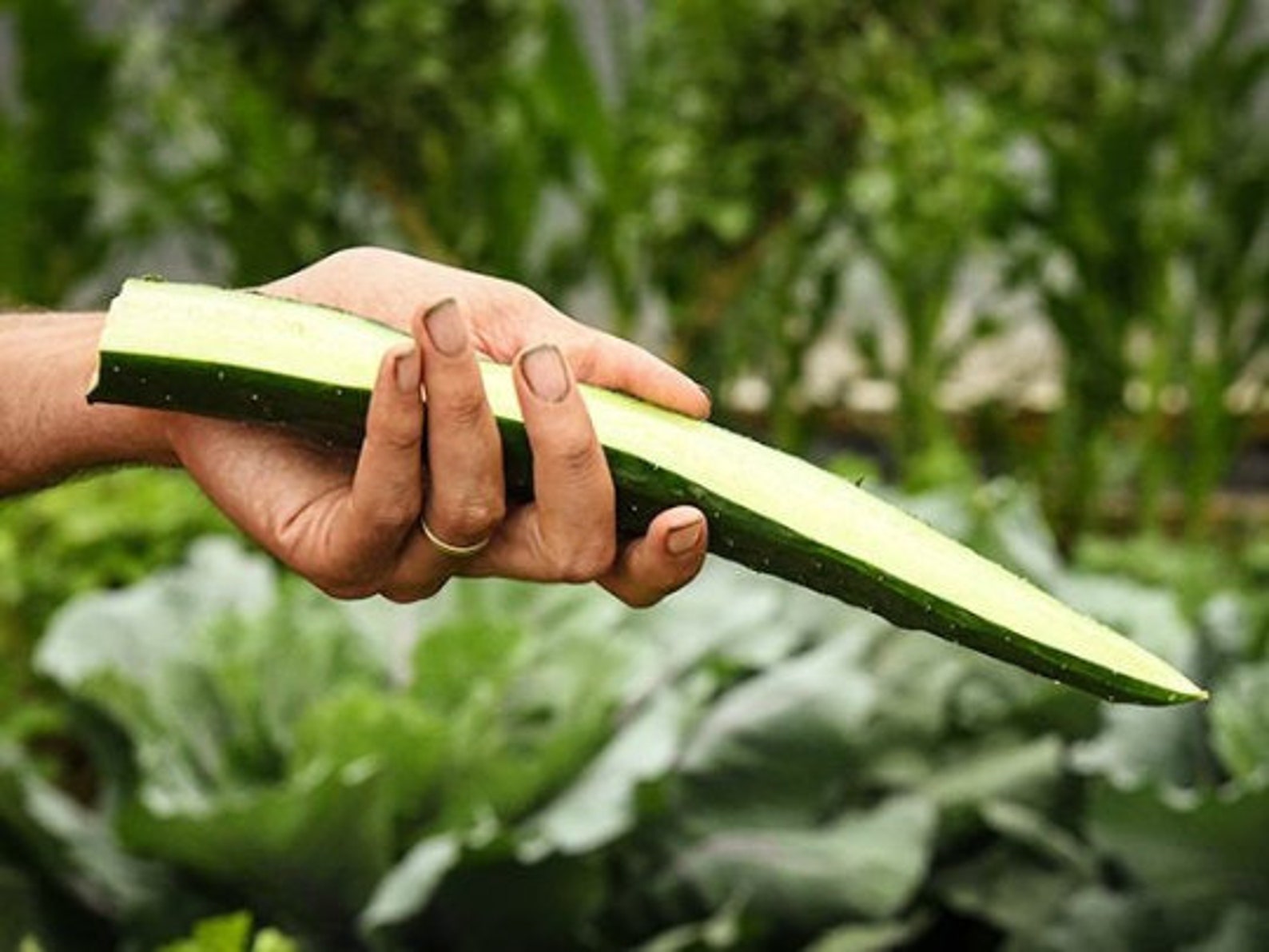 Chinese Cucumber Seeds China Cucumber Seeds Rare Cucumber Etsy