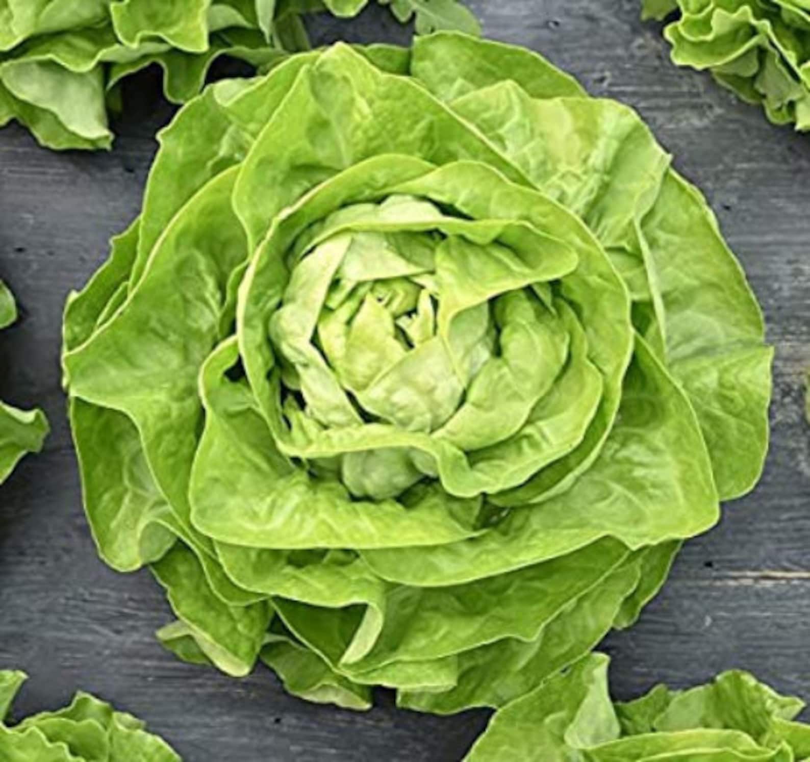 French Lettuce Seeds 1000 French Crisp Lettuce Organic Lettuce Etsy