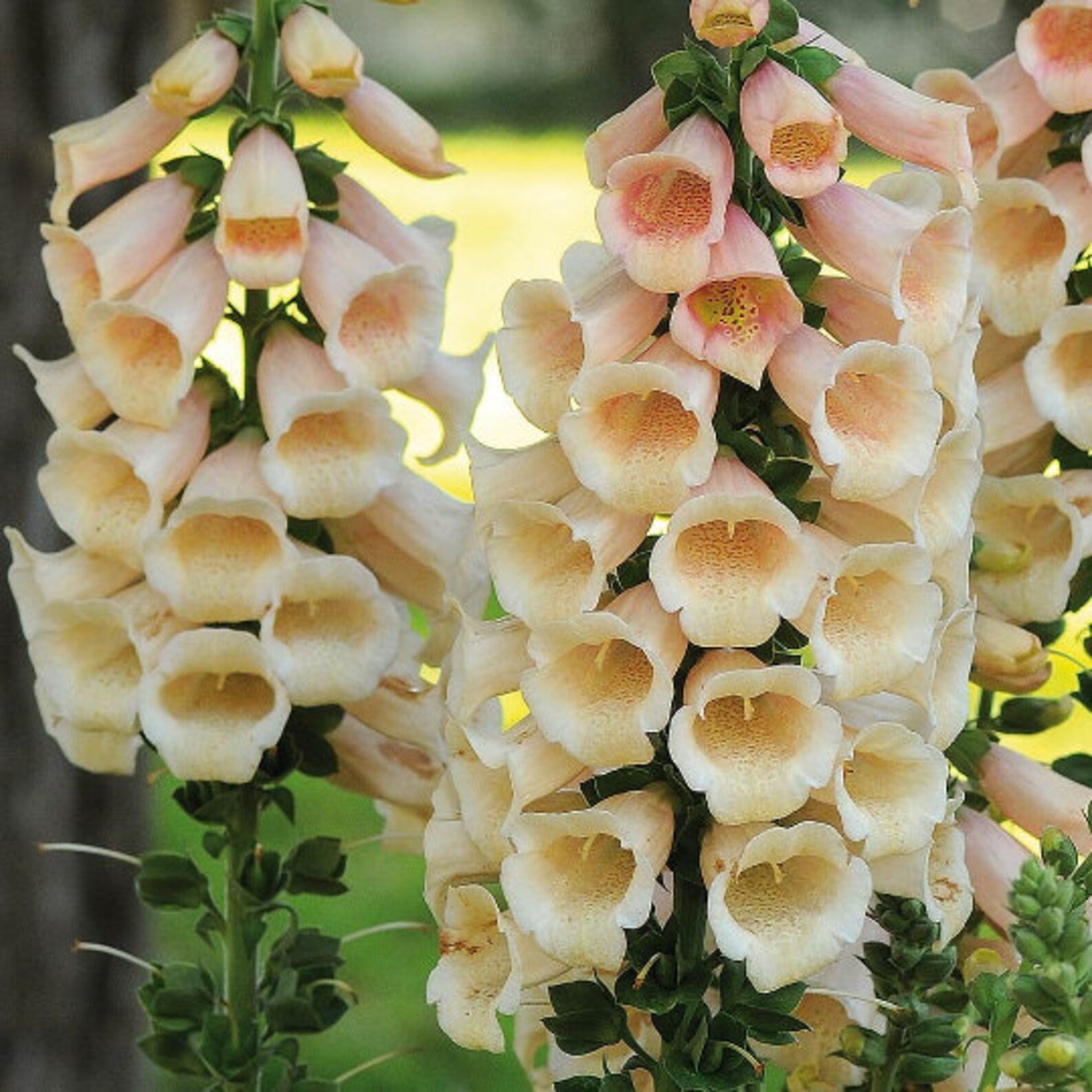 Perennial Flower Seeds Flower seeds for planting Foxglove Etsy