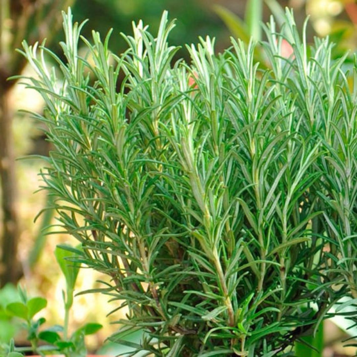 Organic Rosemary Herb Rosemary herb seeds Herbs seeds 80 seeds Etsy