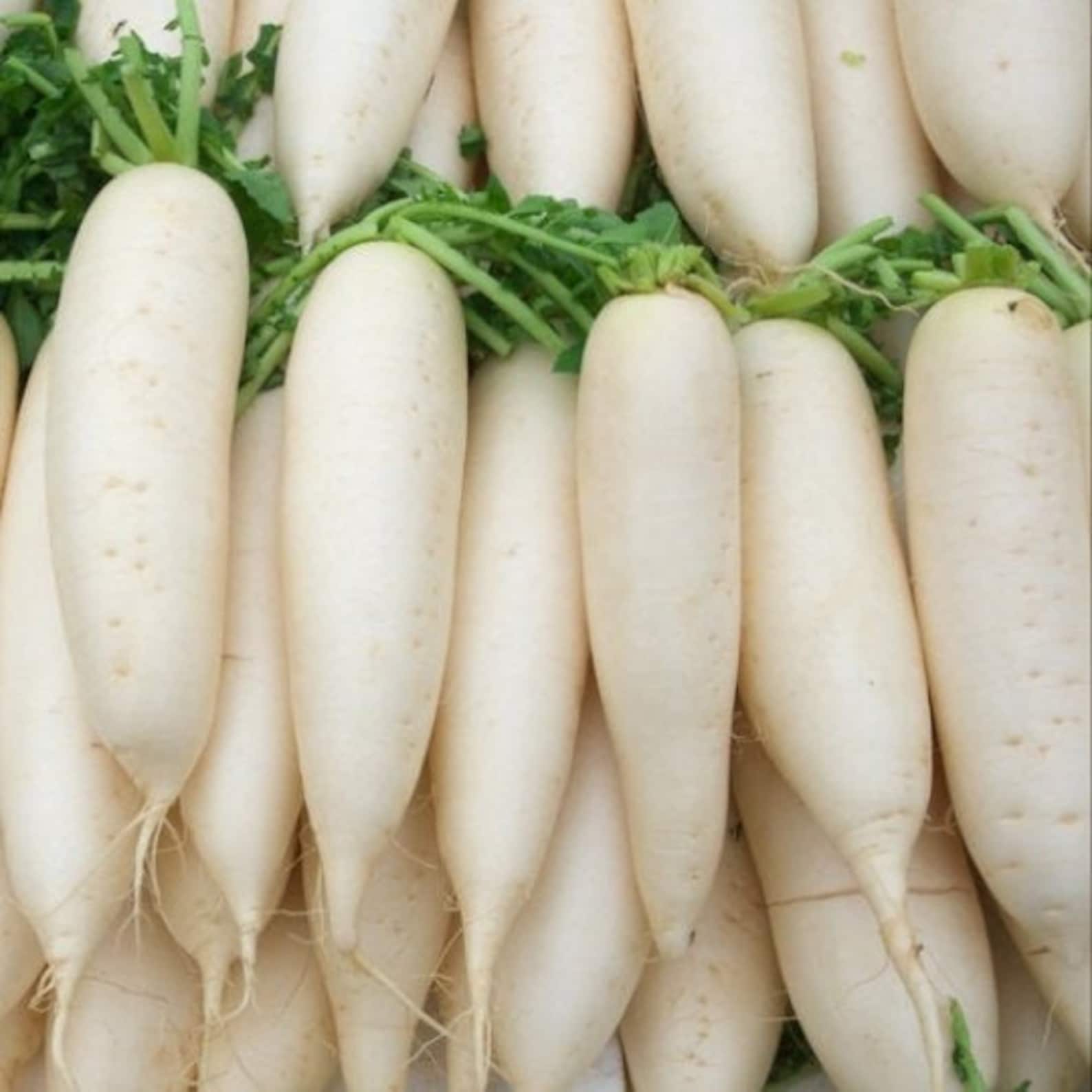 Japanese radish seeds Tokinashi All Seasons Radish White Etsy