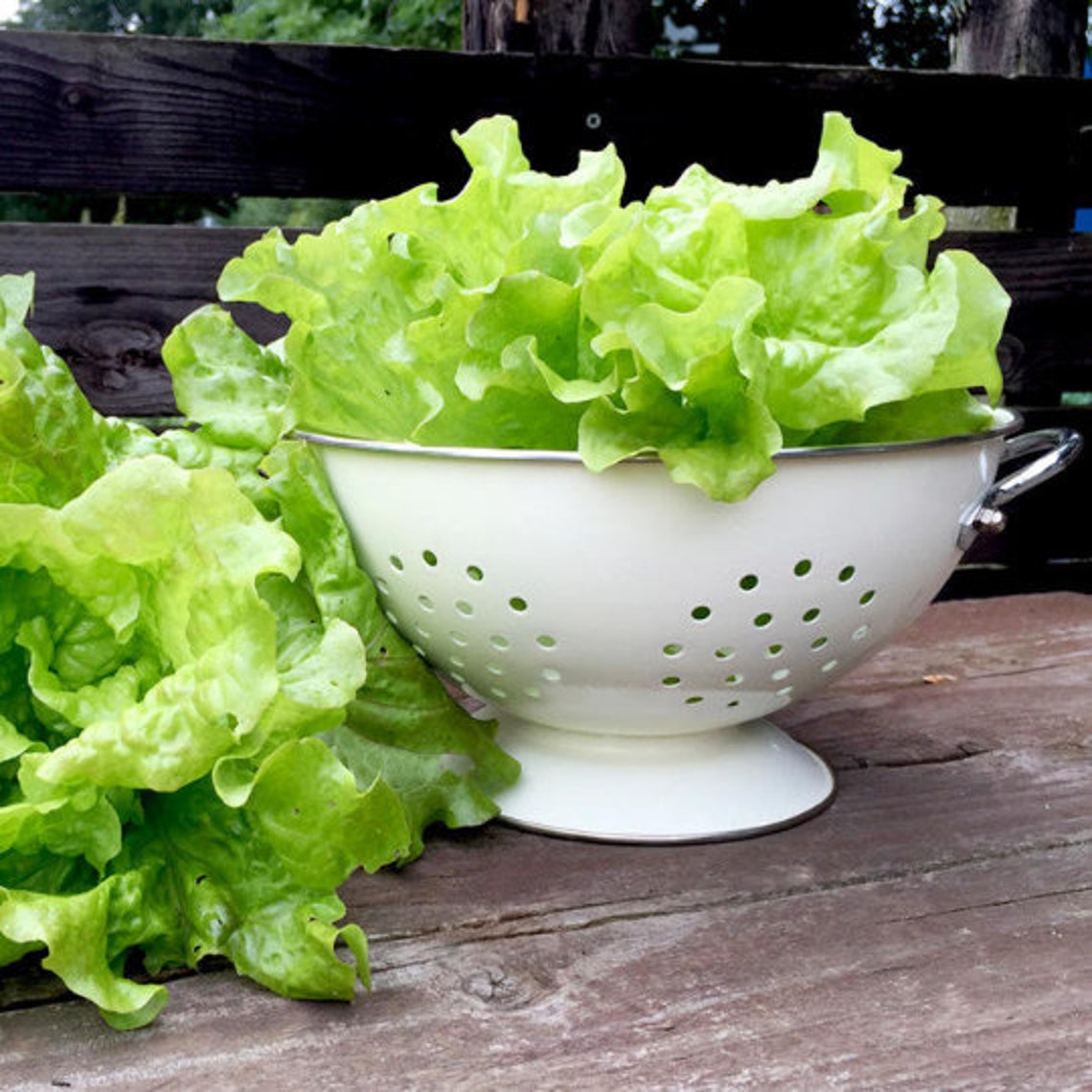 French Lettuce Seeds 1000 French Crisp Lettuce Organic Lettuce Etsy