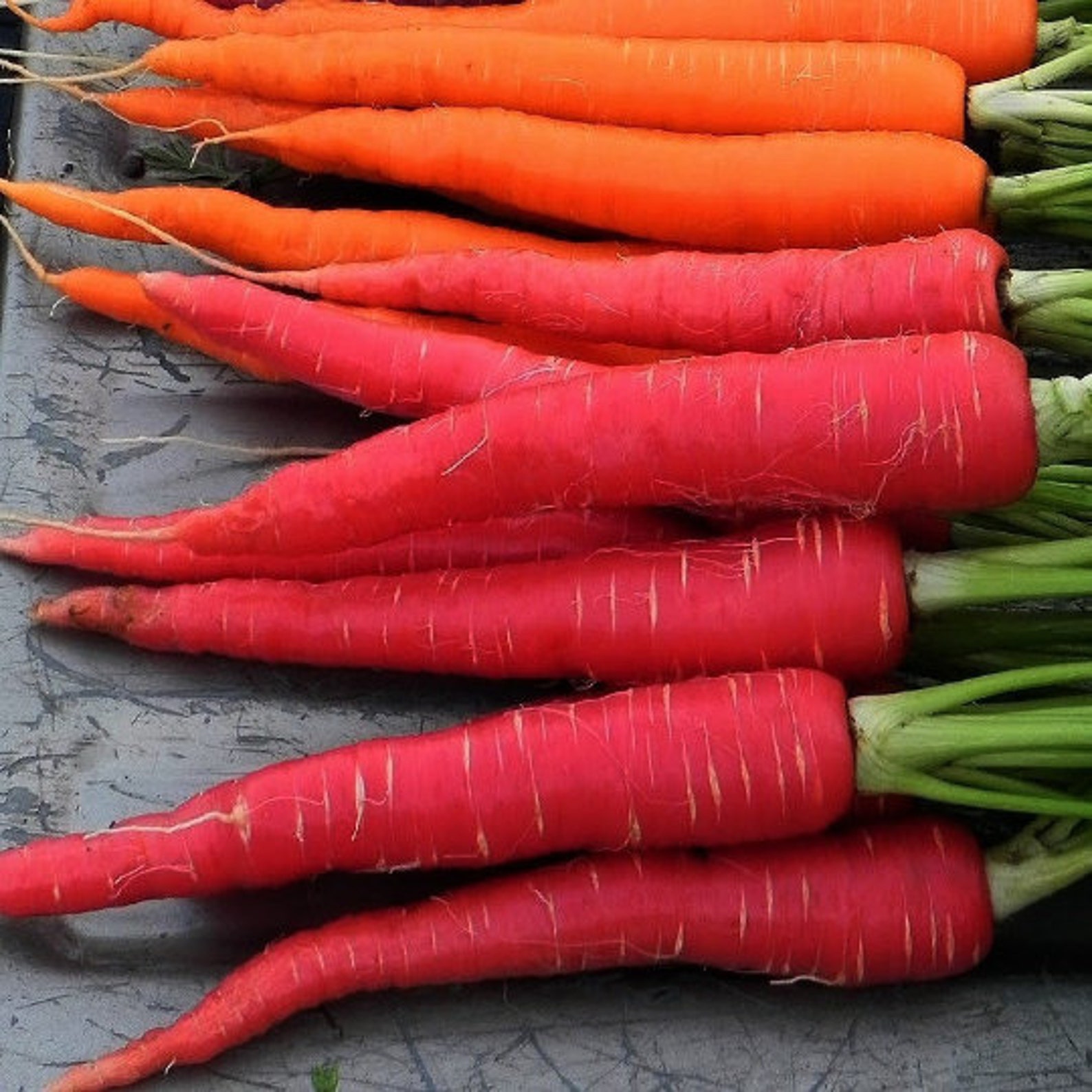 Red Carrot seeds Rare carrot 100 seeds Japanese carrot seeds Etsy