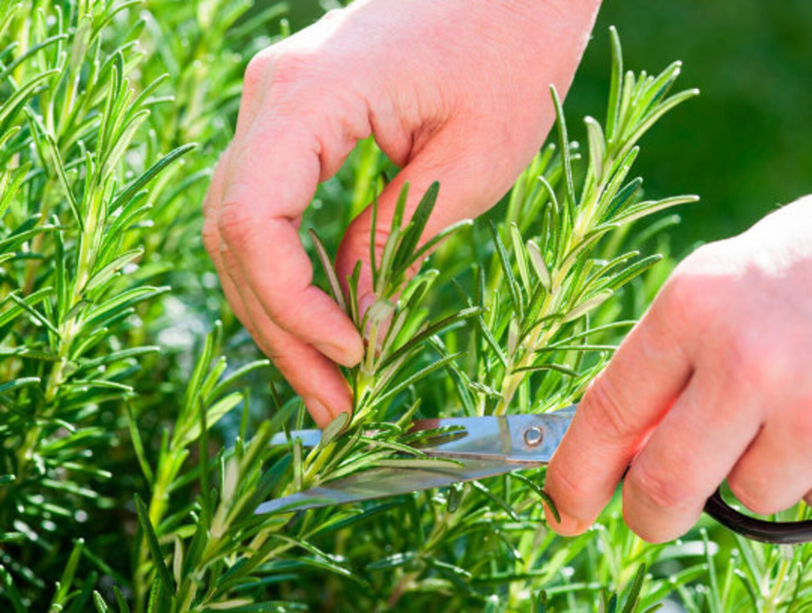 Organic Rosemary Herb Rosemary Herb Seeds Herbs Seeds 80 Seeds Etsy