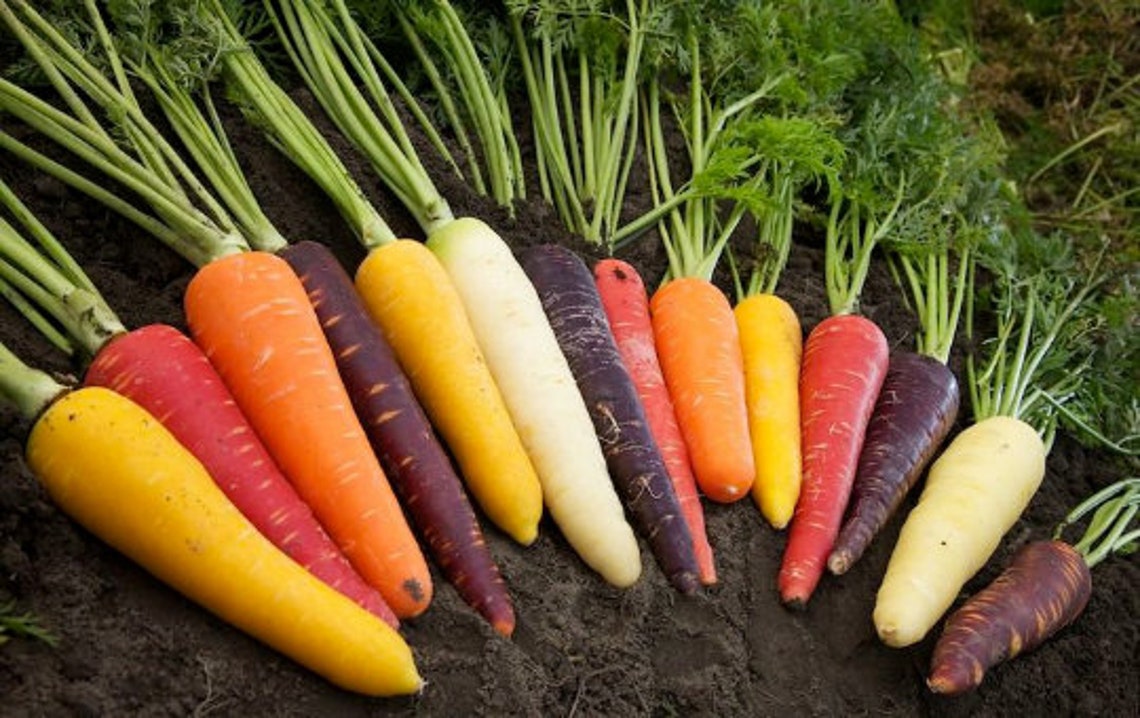 Rainbow carrot blend Vegetable seeds free shipping Rainbow Etsy
