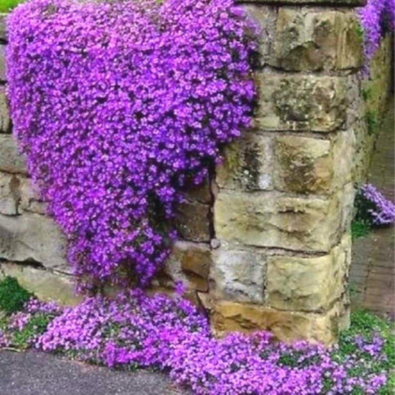 Perennial Ground Cover Creeping Aubrieta Cascade Lilac Etsy