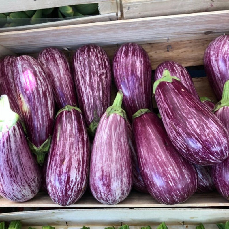 Graffiti Eggplant Seeds Italian Aubergine Seeds Rare Eggplant Etsy