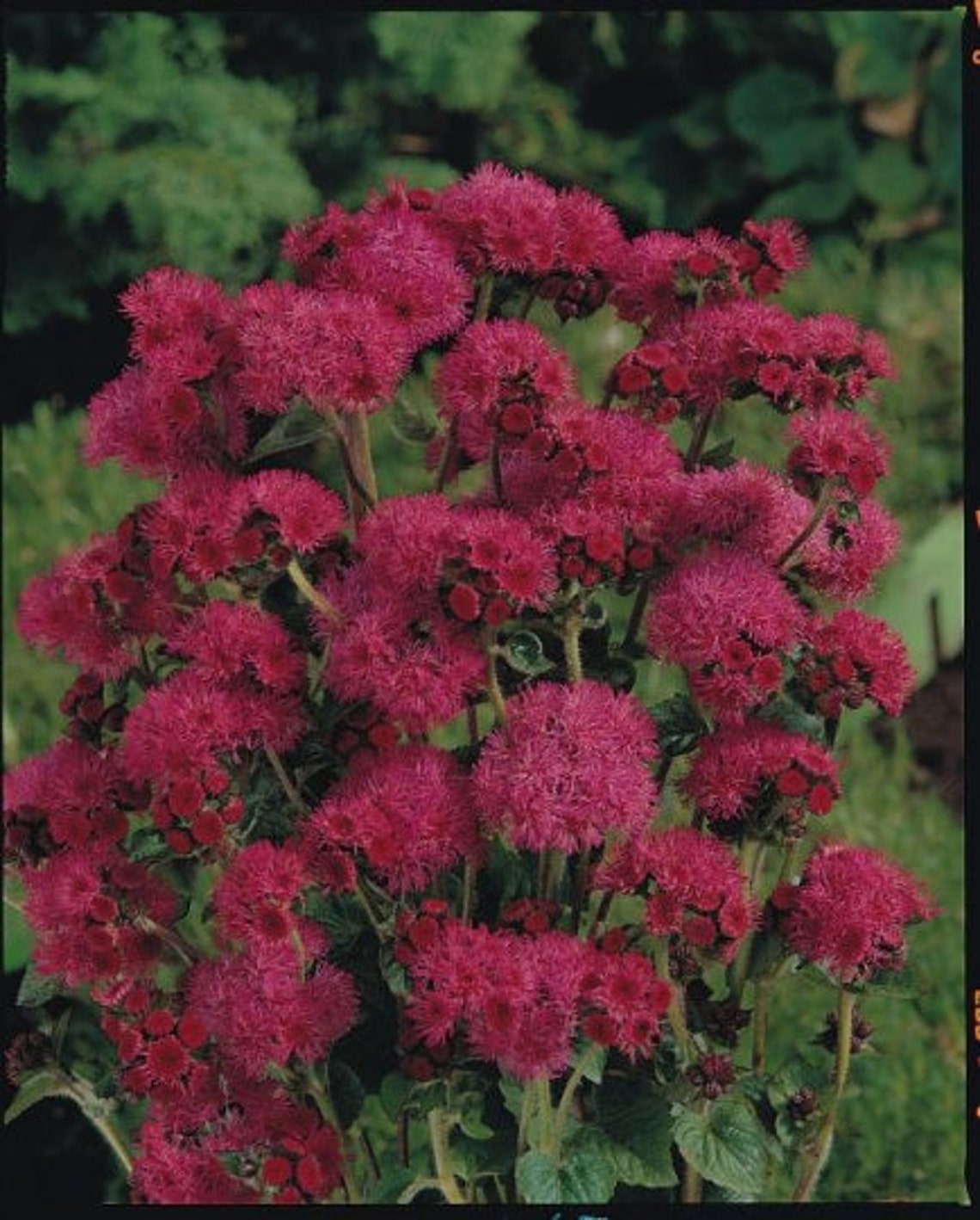 Flower seeds perennial Flower garden Flower Seeds Ageratum Red Etsy