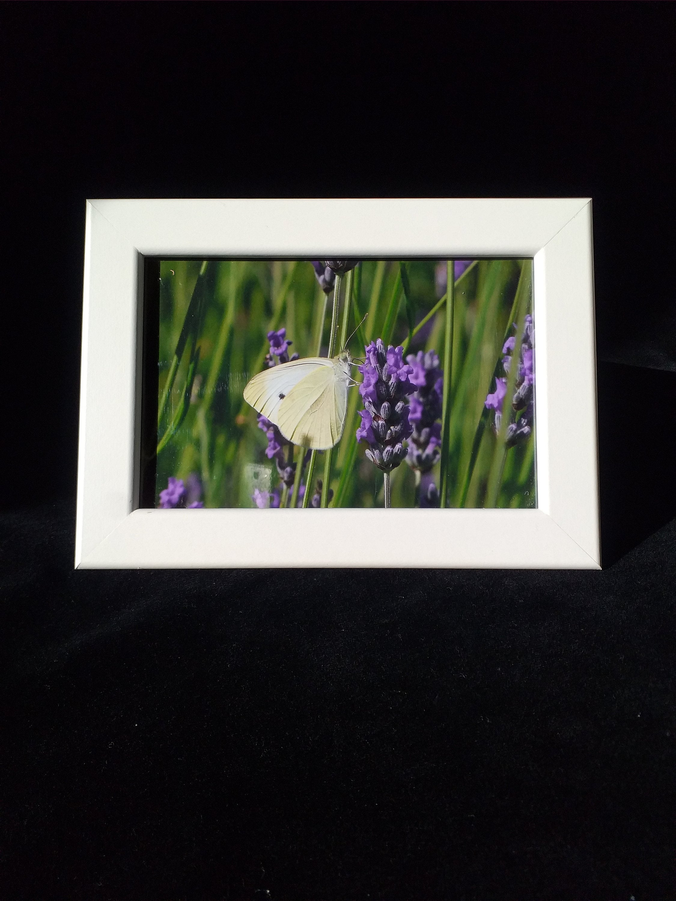 Cadre Papillon Fleur de Lavande