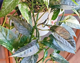 Epipremnum pinnatum albo cutting unrooted houseplant