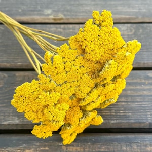 May include: A bunch of dried yarrow flowers in a bright yellow color. The flowers are arranged in a cluster and have a delicate, feathery texture.
