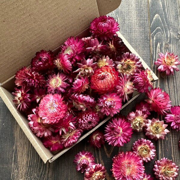 25 Purple  Strawflower Heads,  Resin Dried Flowers, Pink Helichrysum,Craft supply Home decor, Weddings decor, Bowl flowers