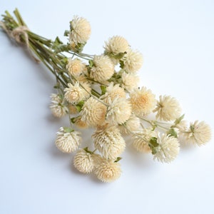 Dried Cream Gomphrena, Ivory Globe Amaranth, Wild flowers Bunch, Small Dried Flowers, Wedding Flower Arrangement,